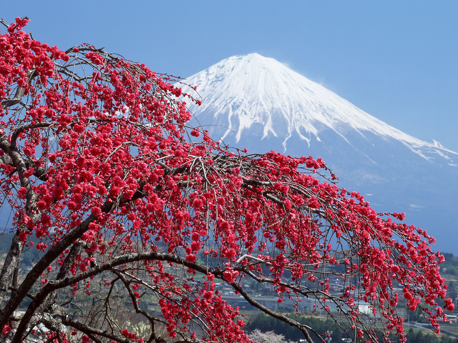 6 trải nghiệm phải thử khi ghé Kyoto mùa thu
