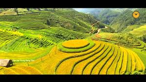 Mù Căng Chải - Tú Lệ - Nghĩa Lộ 